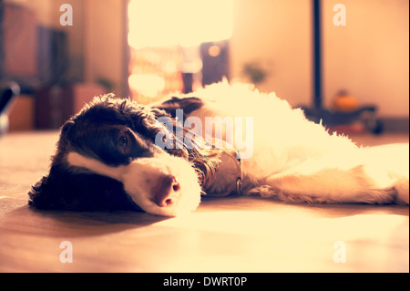 Springer Spaniel Dormir sous le soleil Banque D'Images