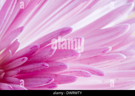 Extreme close up image de fleur de chrysanthème Banque D'Images