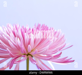 Chrysanthème rose fleur sur fond bleu Banque D'Images