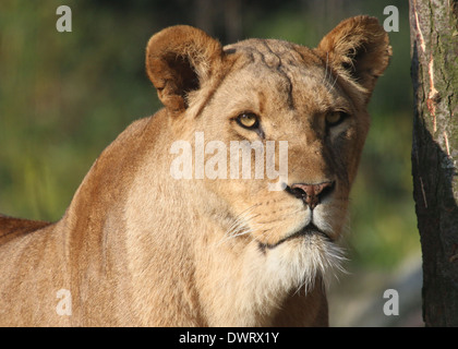 Close-up a la tête d'une femelle adulte lion (Panthera leo) Banque D'Images