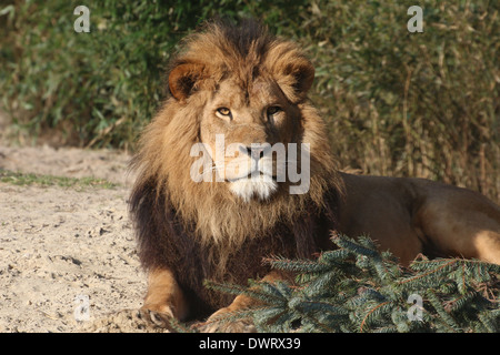 Close-up un lion (Panthera leo) dans l'établissement du zoo Banque D'Images