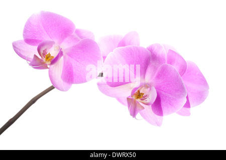 Fleurs orchidée rose sur branch isolé sur fond blanc Banque D'Images