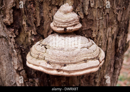 Big mushroom sur un arbre dans la forêt Banque D'Images