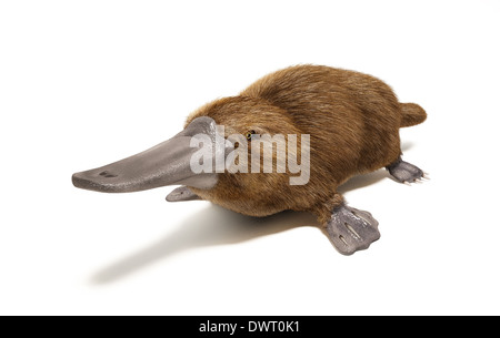 Platypus animal à bec de canard. Sur fond blanc avec ombre portée. Banque D'Images