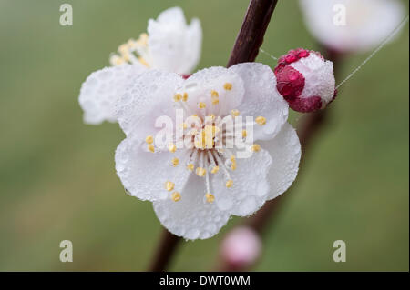 Verger communautaire Willingham, España. 13 mars 2014. Gouttes de rosée causée par un épais brouillard couvre les nouvelles fleurs et pousses au verger communautaire Willingham Cambridgeshire . Le brouillard recouvrait une grande partie des Français dès aujourd'hui au cours d'une période de jours chauds et les nuits froides et les conditions de printemps doivent se poursuivre tout au long de la semaine. Willingham a été planté par verger communautaire bénévoles en novembre 2013 après avoir reçu du financement pour accroître le nombre d'arbres dans la région et d'améliorer l'environnement. C'est la première saison du printemps pour le verger. Julian crédit Eales/Alamy Live News Banque D'Images