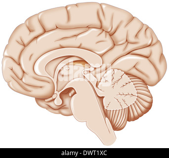 Cerveau, dessin Banque D'Images