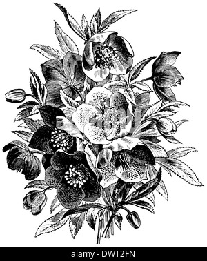 Ellébore Banque D'Images