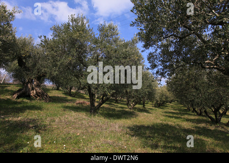 Belle oliveraie italienne avec des arbres et des olives mûres, Cupramontana, près d'Ancône, Marches, Italie Banque D'Images