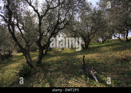 Belle oliveraie italienne avec des arbres et des olives mûres, Cupramontana, près d'Ancône, Marches, Italie Banque D'Images