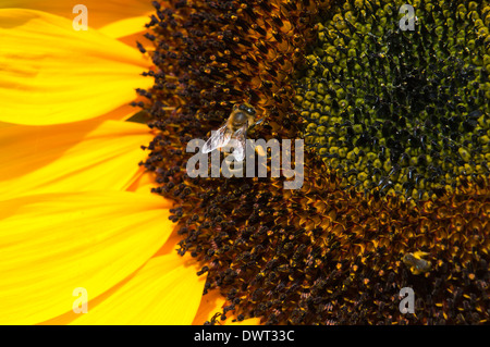 Abeille sur tournesol recueille le pollen sur une journée ensoleillée Banque D'Images