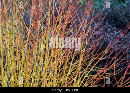 Cornus Sanguinea 'Midwinter Fire'. Le cornouiller 'Midwinter Fire' tiges colorées en hiver Banque D'Images