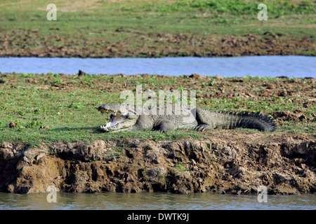 Crocodile énorme au soleil à côté de points d'eau dans le parc national de Udawalawe Banque D'Images