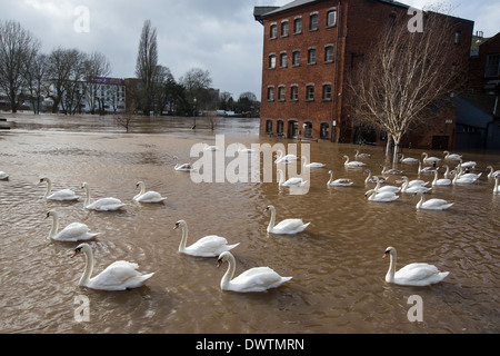 Cygnes nageant à l'eau d'inondation dans le centre-ville de Worcester, Royaume-Uni. La rivière Severn éclater ses banques, après de fortes pluies. Banque D'Images