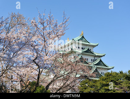 Château de Nagoya avec des cerisiers en fleurs de sakura. Printemps au Japon. Banque D'Images