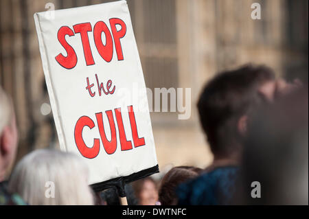 Old Palace Yard, London, UK. 13 mars 2014. Pour coïncider avec un débat au Parlement, le Badger Trust et de soins pour la faune sauvage a organisé une manifestation pacifique à l'ancienne anti cull cour du Palais en face du Parlement à Londres. Credit : Lee Thomas/Alamy Live News Banque D'Images