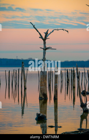 Coucher du soleil, orange glow, arbres, de l'humeur, les eaux lisses Banque D'Images