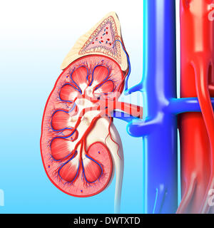 La circulation sanguine dessin rein Banque D'Images