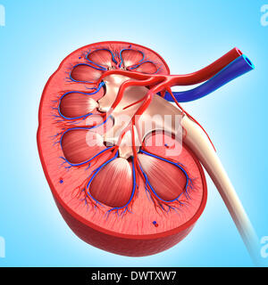 La circulation sanguine dessin rein Banque D'Images