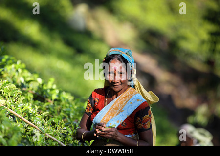 Woman picking sri-lankais à plantation de thé Banque D'Images