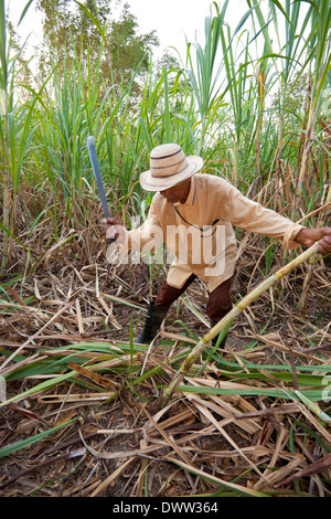 Moises Ibarra coupe de la canne à sucre pour faire du Raspadura, un gâteau au sucre, dans la province de Cocle, République du Panama, Amérique centrale. Banque D'Images