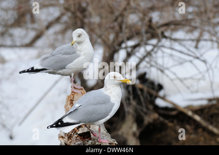 Mouettes Hareng américain assis sur un arbre tombé. Larus smithsonianus Banque D'Images