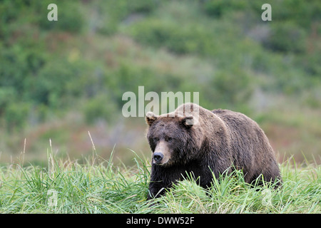 Ours grizzli (Ursus arctos horribilis) marcher dans l'herbe haute. Banque D'Images