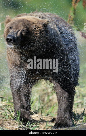 Ours grizzli (Ursus arctos horribilis) en agitant l'eau hors de sa fourrure. Banque D'Images