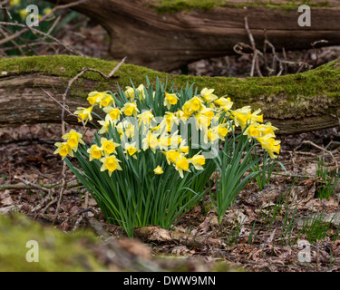 Un bouquet de jonquilles sauvages poussant dans la forêt dans le Hampshire Banque D'Images