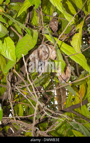 Le Sud de l'Inde du Sud Kerala India spice village épices cacaoyer plantation arbustive bush plante Cacaoyer Theobroma cacao fruits Banque D'Images