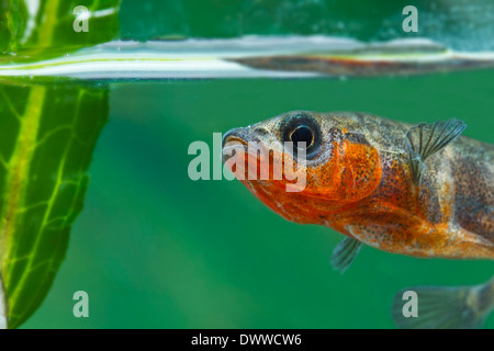 Épinoche à trois hommes,Gasterosteus aculeatus aculeatus,seul poisson qui nage vers la caméra. Devon, UK Banque D'Images