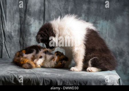 Border Collie Puppy et jeune chat interagissent dans studio Banque D'Images