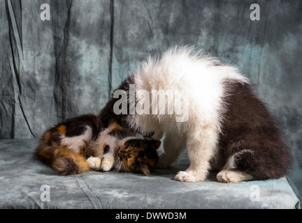 Border Collie Puppy et jeune chat interagissent dans studio Banque D'Images