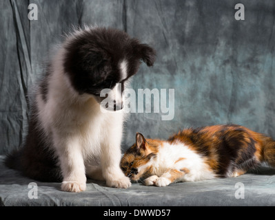 Border Collie Puppy et jeune chat interagissent dans studio Banque D'Images