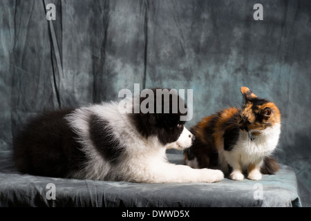 Border Collie Puppy et jeune chat interagissent dans studio Banque D'Images