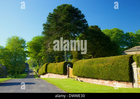 Yew Tree monkey puzzle et couverture par chemin rural. Cumrew Cumbria England Royaume-Uni. Banque D'Images