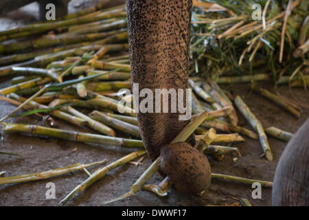 Mae Rim, Thaïlande. 13Th Mar, 2014. Un éléphant ramasse un morceau de canne à sucre. Chaque année le 13 mars, le peuple thaïlandais célébrer la Journée de l'éléphant, d'honorer l'animal national de la Thaïlande. Dans le nord de la Thaïlande, des professeurs de l'Université de Chiang Mai inscrivez-vous avec le parc des Éléphants de Mae Sa à des activités organisées pour célébrer la journée. Credit : Taylor Weidman/ZUMA/ZUMAPRESS.com/Alamy fil Live News Banque D'Images