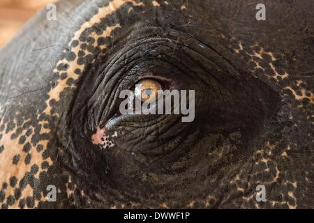 Mae Rim, Thaïlande. 13Th Mar, 2014. L'oeil d'un vieux éléphant. Chaque année le 13 mars, le peuple thaïlandais célébrer la Journée de l'éléphant, d'honorer l'animal national de la Thaïlande. Dans le nord de la Thaïlande, des professeurs de l'Université de Chiang Mai inscrivez-vous avec le parc des Éléphants de Mae Sa à des activités organisées pour célébrer la journée. Credit : Taylor Weidman/ZUMA/ZUMAPRESS.com/Alamy fil Live News Banque D'Images