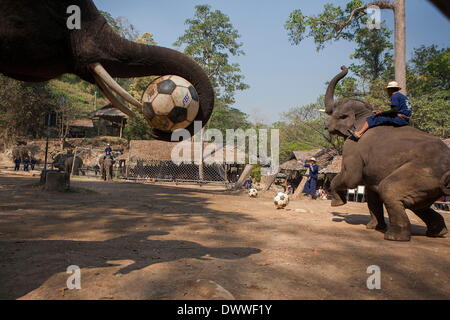 Mae Rim, Thaïlande. 13Th Mar, 2014. Lors d'une performance, les éléphants jouent au football. Chaque année le 13 mars, le peuple thaïlandais célébrer la Journée de l'éléphant, d'honorer l'animal national de la Thaïlande. Dans le nord de la Thaïlande, des professeurs de l'Université de Chiang Mai inscrivez-vous avec le parc des Éléphants de Mae Sa à des activités organisées pour célébrer la journée. Credit : Taylor Weidman/ZUMA/ZUMAPRESS.com/Alamy fil Live News Banque D'Images