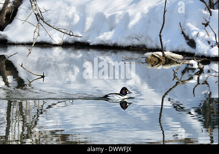 Goldeneyed natation Canard passé rive couverte de neige.Bucephala clangula Banque D'Images