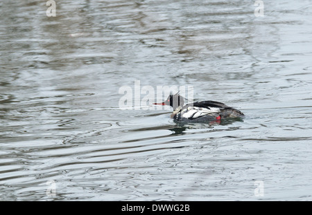 Red-breasted Merganser nager en cours d'hiver Banque D'Images