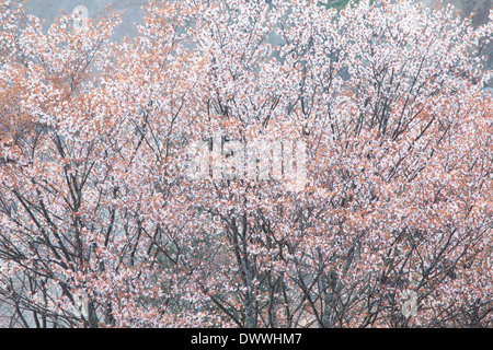 Cerisiers dans Mt Yoshino, Préfecture de Nara, Japon Banque D'Images