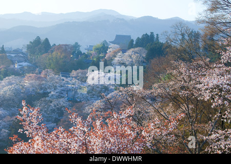 Cerisiers dans Mt Yoshino, Préfecture de Nara, Japon Banque D'Images