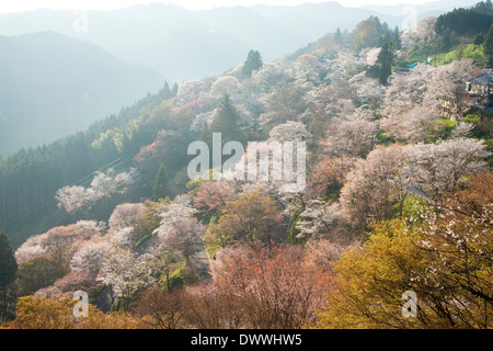 Cerisiers dans Mt Yoshino, Préfecture de Nara, Japon Banque D'Images