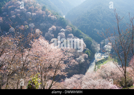 Cerisiers dans Mt Yoshino, Préfecture de Nara, Japon Banque D'Images