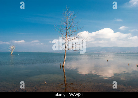 Seul arbre qui pousse dans le lac tourbière au matin brumeux Banque D'Images