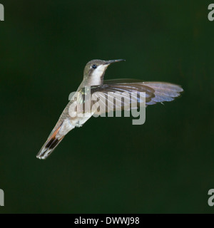 Femme Ruby Topaz Hummingbird à Tobago Banque D'Images