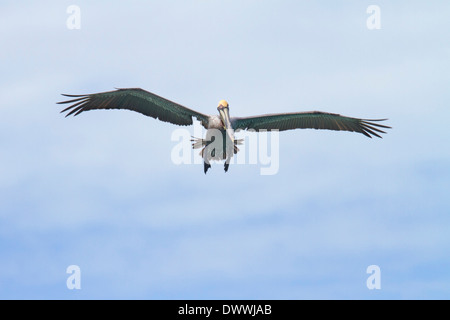 Pélican brun Pelecanus occidentalis, vol, au large de Tobago Banque D'Images