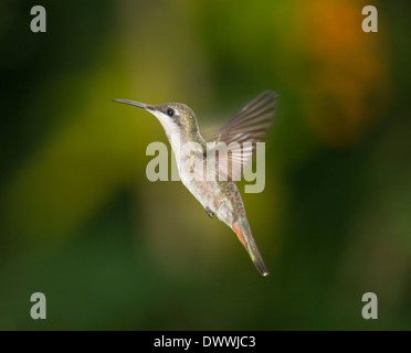 Femme Ruby Topaz Hummingbird, Chrysolampis mosquitus, à Tobago Banque D'Images