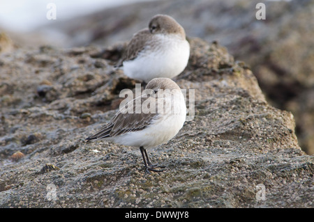 Le Bécasseau variable (Calidris alpina), deux adultes en plumage d'hiver se percher sur les rochers à Filey Brigg, Yorkshire du Nord. Janvier. Banque D'Images