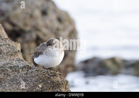 Le Bécasseau variable (Calidris alpina), les adultes en plumage d'hiver se percher sur les rochers à Filey Brigg, Yorkshire du Nord. Janvier. Banque D'Images